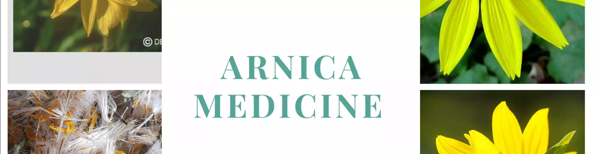 Arnica Plant Medicine
